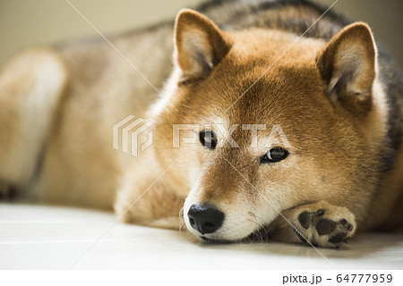 かわいい柴犬 カメラ目線の写真素材