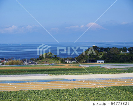 畑（春） 64778325