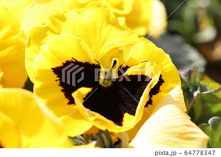 黄色のパンジーの花 黄色のパンジーの花 64778347