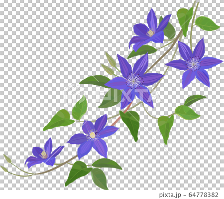 Clematis tessen Clematis tessen 64778382