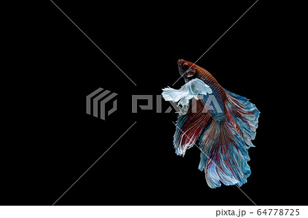 Betta fish, siamese fighting fish, betta splendens 64778725