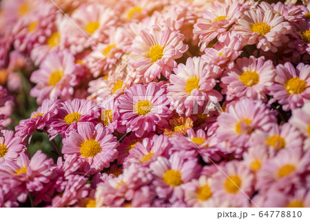 colorful flowers in depth of field 64778810