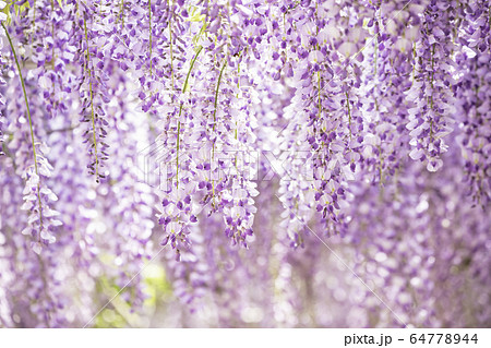 Beautiful Wisteria Flowers Stock Photo
