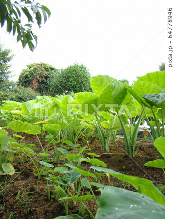 小さい野菜畑 小さい野菜畑 64778946
