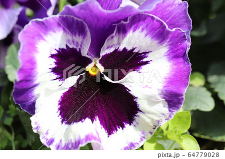 紫色と白のパンジーの花の写真素材