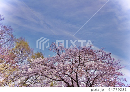 南大沢の桜 64779281