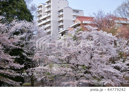 南大沢の桜 64779282