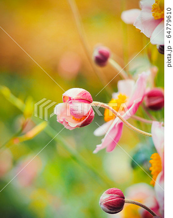 シュウメイギク“日本のアネモネ”のつぼみ 64779610