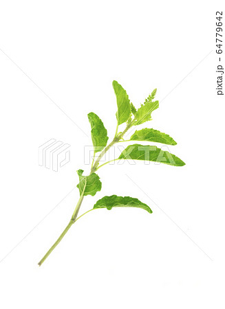 Holy Basil,Ocimum sanctum isolate on white Holy Basil,Ocimum sanctum isolate on white 64779642