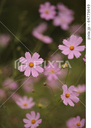 花 ピンク コスモス 64779649