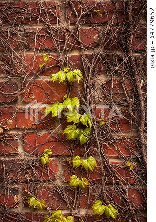 木の枝 自然 樹木 64779652