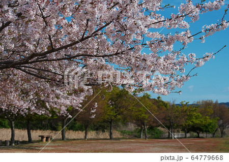 桜満開でも誰もいない田舎の公園 64779668