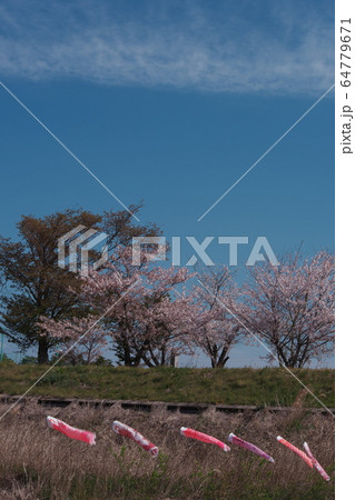 風にそよぐ小さな鯉のぼり 風にそよぐ小さな鯉のぼり 64779671