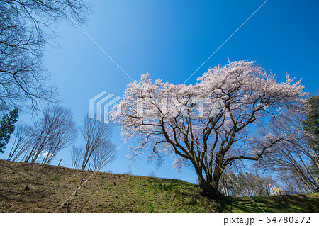 エドヒガンザクラ　　鉢形城公園　寄居町 64780272
