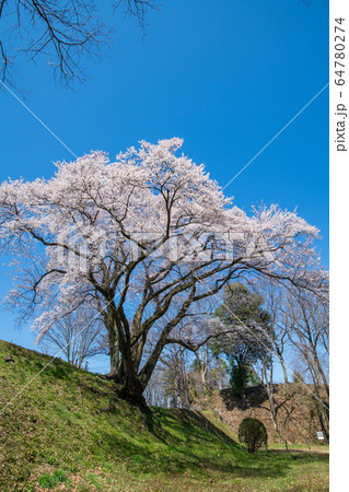 エドヒガンザクラ　　鉢形城公園　寄居町 64780274