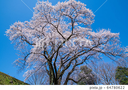 エドヒガンザクラ 鉢形城公園 寄居町 エドヒガンザクラ 鉢形城公園 寄居町 64780622