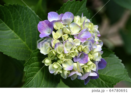 アジサイ 64780691