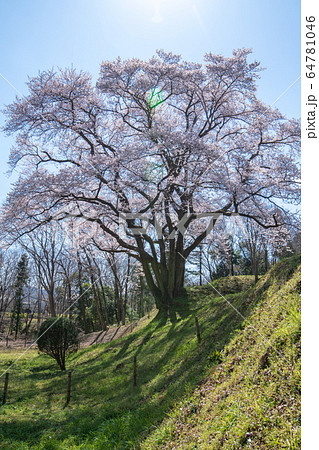 エドヒガンザクラ 鉢形城公園 寄居町 エドヒガンザクラ 鉢形城公園 寄居町 64781046