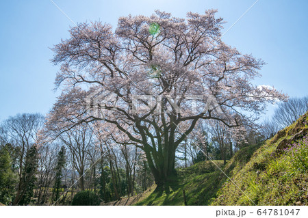 エドヒガンザクラ　　鉢形城公園　寄居町 64781047