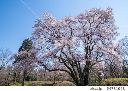 エドヒガンザクラ　　鉢形城公園　寄居町 64781048