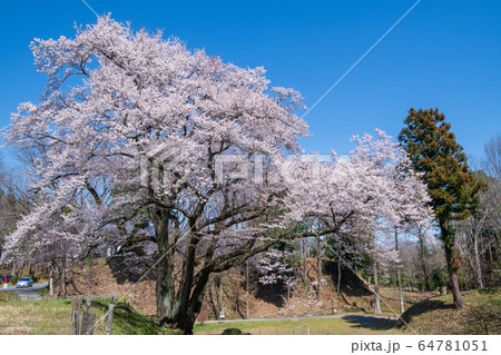 エドヒガンザクラ　　鉢形城公園　寄居町 64781051