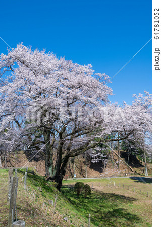 エドヒガンザクラ　　鉢形城公園　寄居町 64781052