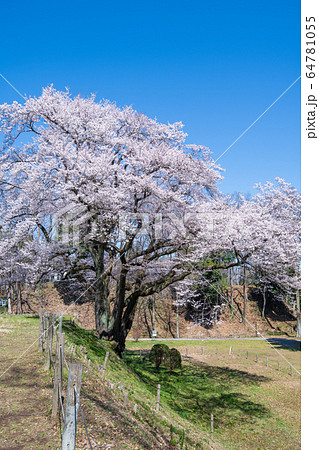 エドヒガンザクラ 鉢形城公園 寄居町 エドヒガンザクラ 鉢形城公園 寄居町 64781055