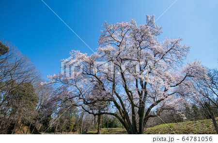 エドヒガンザクラ　　鉢形城公園　寄居町 64781056