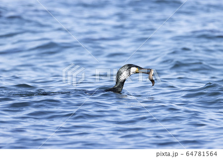 ウミウ ウミウ 64781564