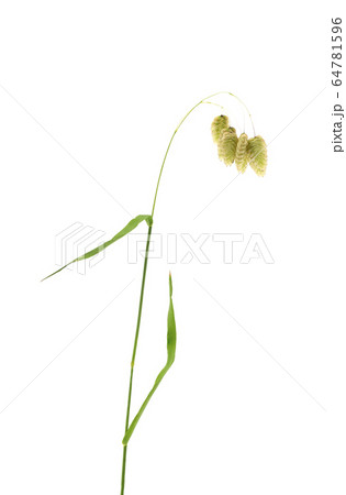 コバンソウ 64781596