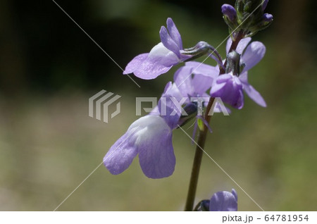 マツバウンランの花(暗い背景) マツバウンランの花(暗い背景) 64781954