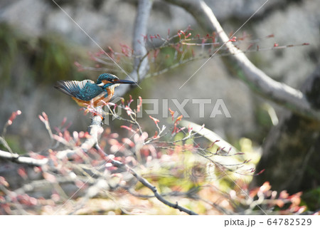 カワセミ3668 カワセミ3668 64782529