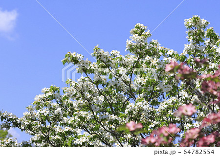 白とピンク色のハナミズキ の写真素材