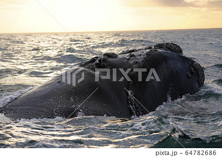 ミナミセミクジラ ミナミセミクジラ 64782686