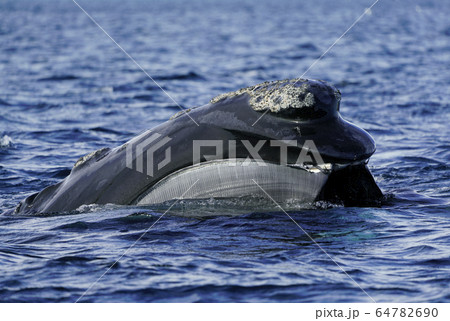 ミナミセミクジラ 64782690