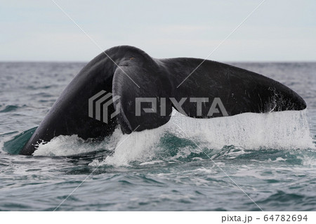 ミナミセミクジラ 64782694