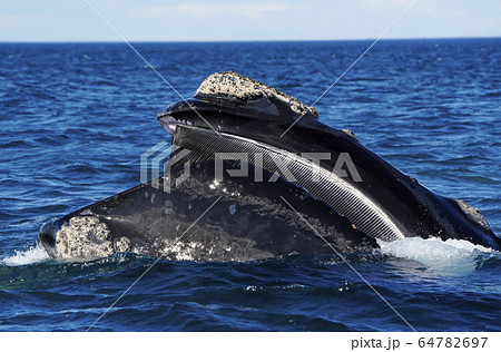 ミナミセミクジラ ミナミセミクジラ 64782697