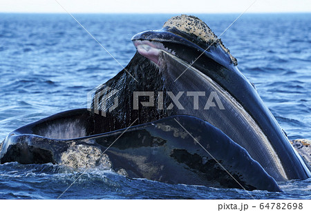 ミナミセミクジラ 64782698