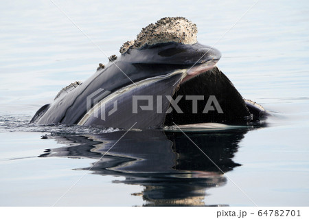 ミナミセミクジラ 64782701