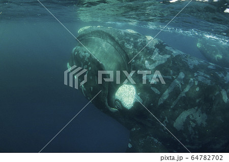 ミナミセミクジラ 64782702