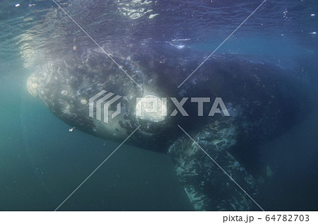 ミナミセミクジラ 64782703