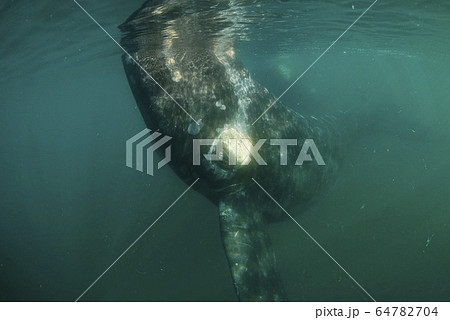 ミナミセミクジラ 64782704