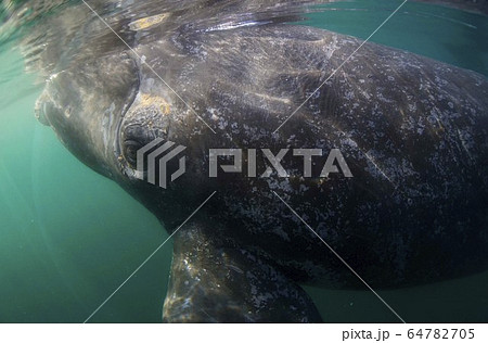 ミナミセミクジラ 64782705