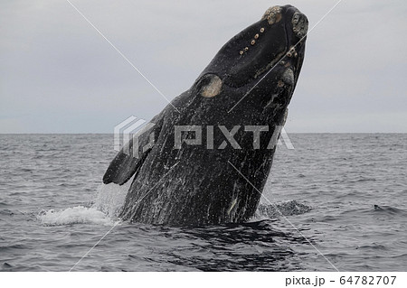 ミナミセミクジラ 64782707