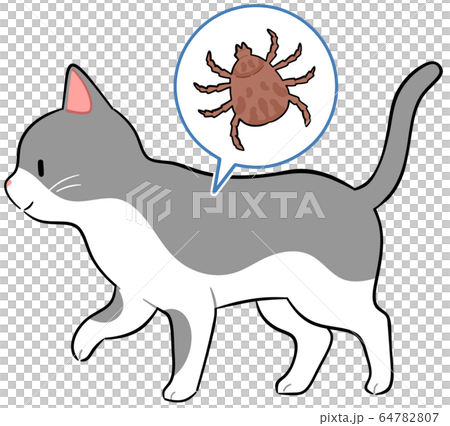 貓和壁蝨 貓和壁蝨 64782807