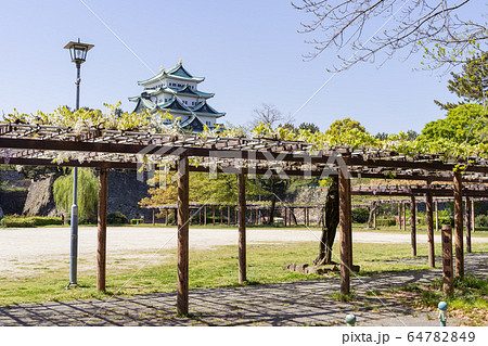 名城公園　藤の回廊と名古屋城 64782849
