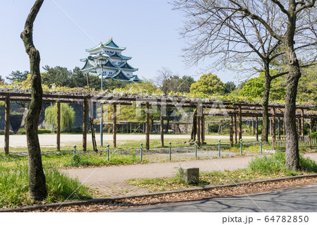 名城公園　藤の回廊と名古屋城 64782850