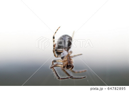 小さい蜘蛛のクローズアップの写真素材 6475