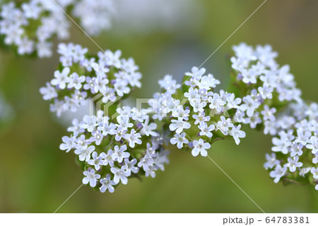 ノヂシャ 64783381