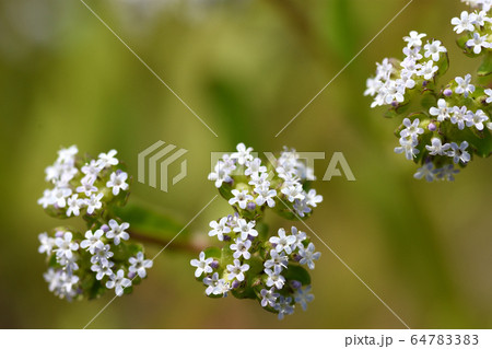 ノヂシャ 64783383